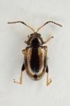 Phyllotreta ochripes