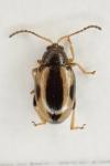 Phyllotreta ochripes