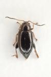 Longitarsus anchusae