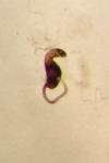 Longitarsus anchusae