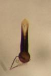 Longitarsus anchusae