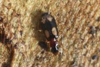 Dromius quadrimaculatus