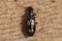 Calodromius spilotus