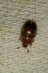 Cychramus luteus