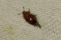 Cychramus luteus