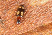 Dromius quadrimaculatus