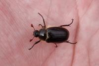 Amphimallon atrum