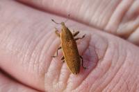 Lixus ochraceus