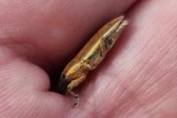 Lixus ochraceus
