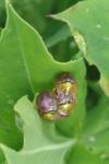 Cassida azurea