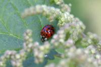 Harmonia axyridis
