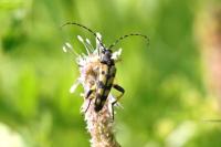 Rutpela maculata