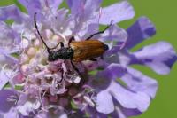 Stictoleptura maculicornis