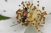 Stenurella melanura