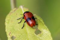 Clytra laeviuscula