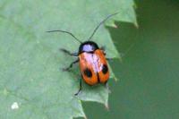 Cryptocephalus bipunctatus