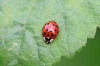 Harmonia axyridis