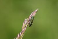 Oedemera nobilis
