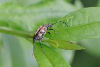 Pachytodes cerambyciformis
