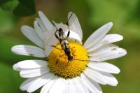 Rutpela maculata