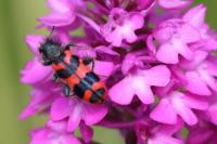 Trichodes alvearius