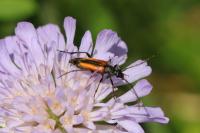Stenurella melanura
