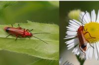 Rhagonycha fulva