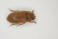 Byturus ochraceus
