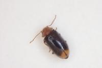 Ochina latreillii