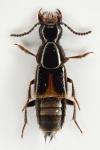 Quedius cinctus