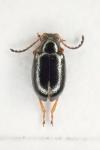 Aphthona euphorbiae