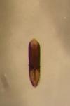 Aphthona euphorbiae