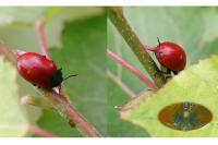 Chrysomela populi