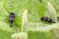 Variimorda villosa