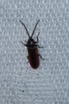 Omalisus fontisbellaquei