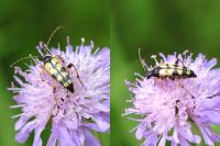 Rutpela maculata
