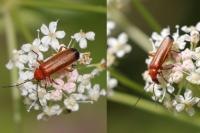Rhagonycha fulva