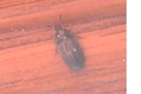 Attagenus pellio