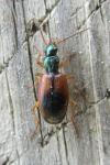 Anchomenus dorsalis