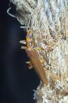 Oedemera femoralis