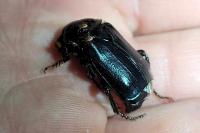 Nicrophorus humator