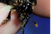 Nicrophorus humator