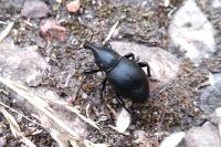 Liparus coronatus