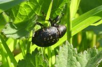 Liparus germanus