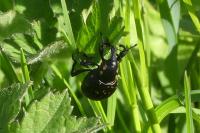 Liparus germanus