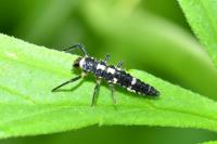 Propylea quatuordecimpunctata