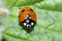 Coccinella septempunctata