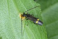 Malthodes