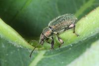 Phyllobius betulinus