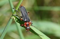 Cantharis rustica